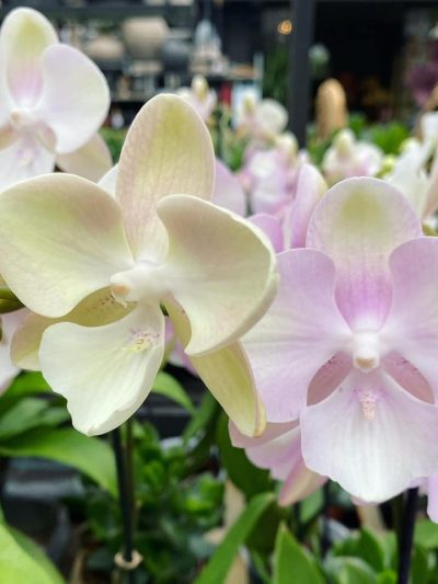 bloeiende-kamerplanten-3