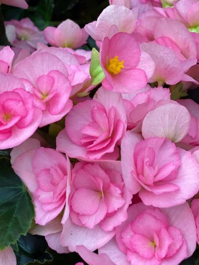 bloeiende-kamerplanten-4