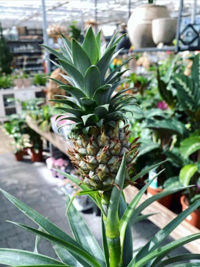 bloeiende-kamerplanten-5