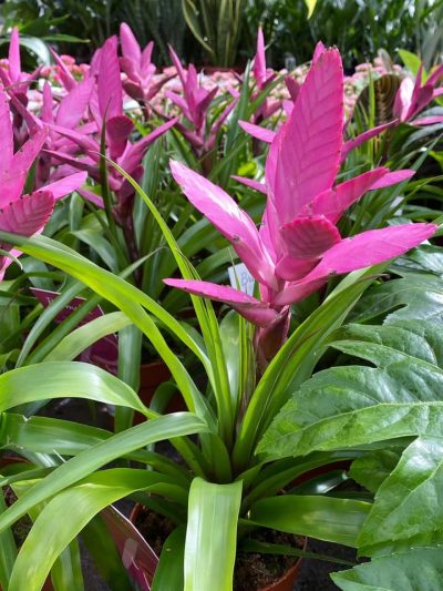 bloeiende-kamerplanten-6