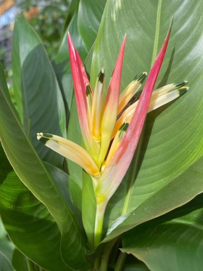 bloeiende-kamerplanten-8