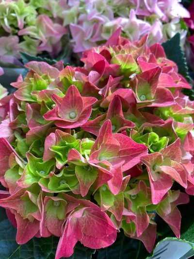 bloeiende-kamerplanten-9