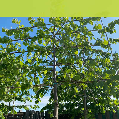 Gartencenter-Tuingroen-Stadskanaal-Gartenpflanzen-Sommerblüher-Stauden-Bäume-Sträucher-Büsche