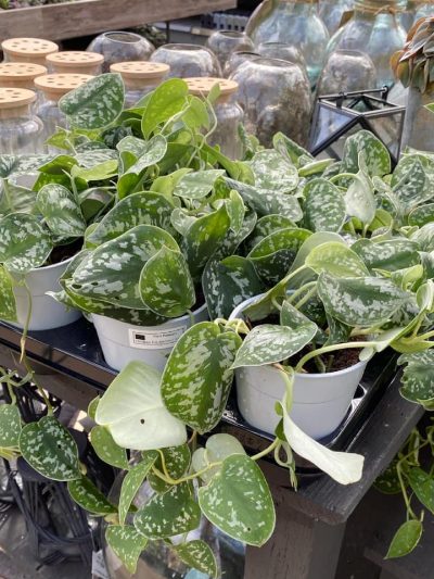 hangplanten-tuingroen-stadskanaal-2