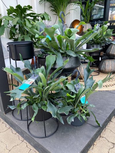 Gartencenter-Gartengrün-stadskanaal-Zimmerpflanzen-Grünpflanzen