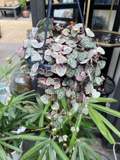 hangplanten-tuingroen-stadskanaal