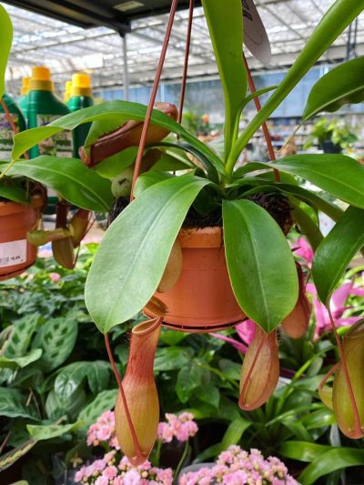 hangplanten-vleesetend-tuingroen-stadskanaal
