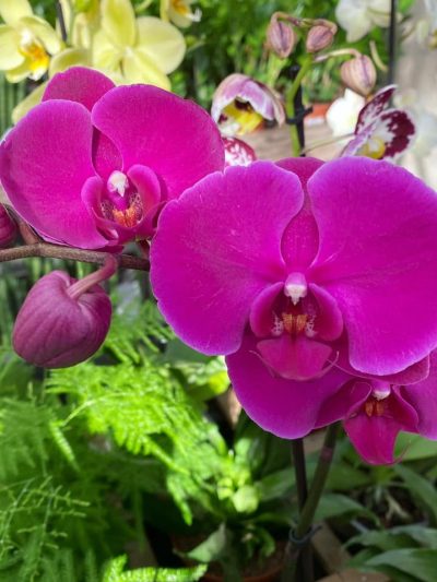 orchidee-tuingroen-stadskanaal