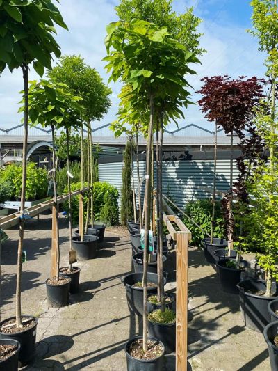 Gartencenter-Tuingroen-Stadskanaal-Gartenpflanzen-Sommerblüher-Stauden-Bäume-Sträucher-Büsche