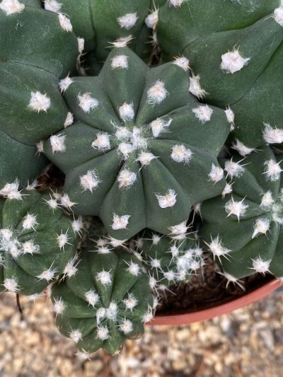 Gartencenter-Tuingroen-Stadskanaal-Zimmerpflanzen – blühende Zimmerpflanzen – Blumen – Grünpflanzen – Hängepflanzen – Sukkulenten – Kakteen-orchidee