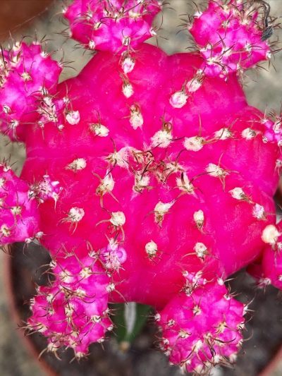 Gartencenter-Tuingroen-Stadskanaal-Zimmerpflanzen – blühende Zimmerpflanzen – Blumen – Grünpflanzen – Hängepflanzen – Sukkulenten – Kakteen-orchidee