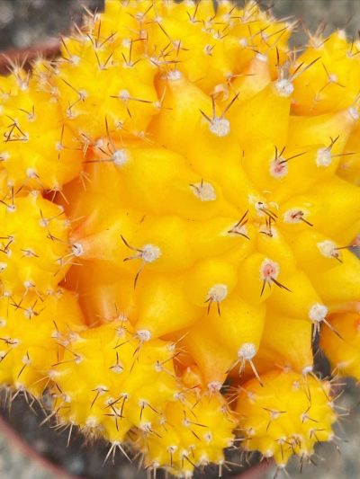 Gartencenter-Tuingroen-Stadskanaal-Zimmerpflanzen – blühende Zimmerpflanzen – Blumen – Grünpflanzen – Hängepflanzen – Sukkulenten – Kakteen-orchidee