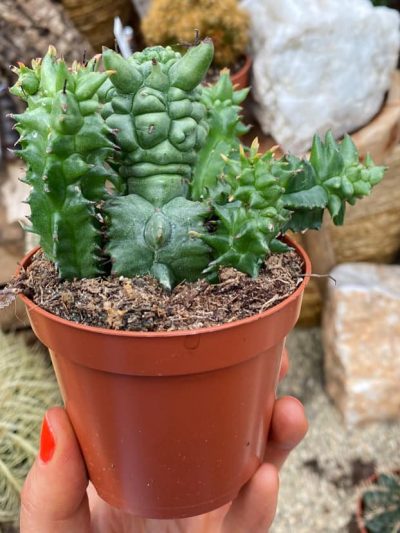 Gartencenter-Tuingroen-Stadskanaal-Zimmerpflanzen – blühende Zimmerpflanzen – Blumen – Grünpflanzen – Hängepflanzen – Sukkulenten – Kakteen-orchidee