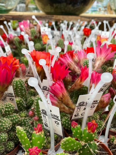 Gartencenter-Tuingroen-Stadskanaal-Zimmerpflanzen – blühende Zimmerpflanzen – Blumen – Grünpflanzen – Hängepflanzen – Sukkulenten – Kakteen-orchidee