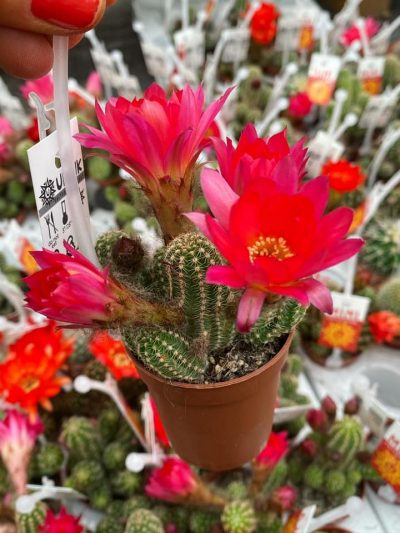 Gartencenter-Tuingroen-Stadskanaal-Zimmerpflanzen – blühende Zimmerpflanzen – Blumen – Grünpflanzen – Hängepflanzen – Sukkulenten – Kakteen-orchidee