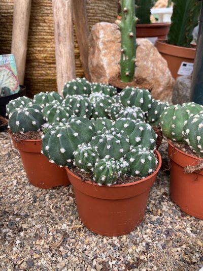 Gartencenter-Tuingroen-Stadskanaal-Zimmerpflanzen – blühende Zimmerpflanzen – Blumen – Grünpflanzen – Hängepflanzen – Sukkulenten – Kakteen-orchidee