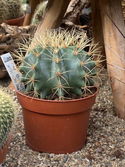 Gartencenter-Tuingroen-Stadskanaal-Zimmerpflanzen – blühende Zimmerpflanzen – Blumen – Grünpflanzen – Hängepflanzen – Sukkulenten – Kakteen-orchidee