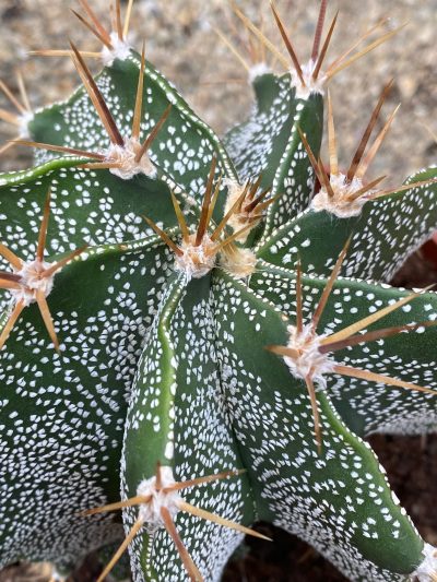 Gartencenter-Tuingroen-Stadskanaal-Zimmerpflanzen – blühende Zimmerpflanzen – Blumen – Grünpflanzen – Hängepflanzen – Sukkulenten – Kakteen-orchidee