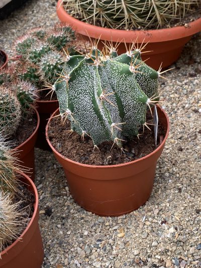 Gartencenter-Tuingroen-Stadskanaal-Zimmerpflanzen – blühende Zimmerpflanzen – Blumen – Grünpflanzen – Hängepflanzen – Sukkulenten – Kakteen-orchidee