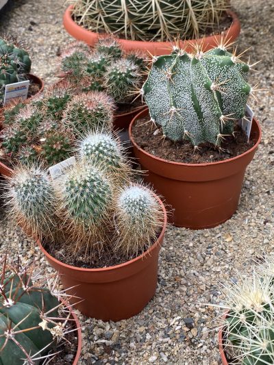 Gartencenter-Tuingroen-Stadskanaal-Zimmerpflanzen – blühende Zimmerpflanzen – Blumen – Grünpflanzen – Hängepflanzen – Sukkulenten – Kakteen-orchidee