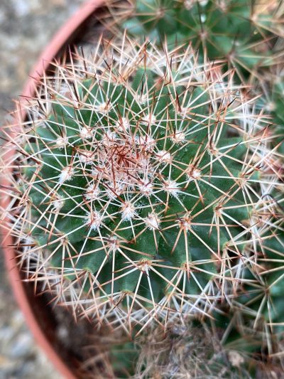 Gartencenter-Tuingroen-Stadskanaal-Zimmerpflanzen – blühende Zimmerpflanzen – Blumen – Grünpflanzen – Hängepflanzen – Sukkulenten – Kakteen-orchidee