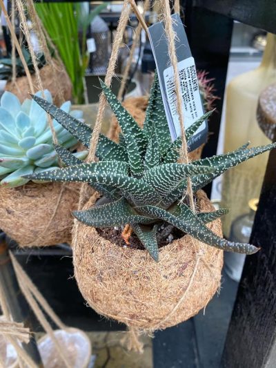 tuingroen-stadskanaal-kamerplanten-1