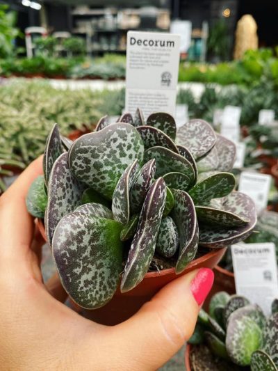 Gartencenter-Gartengrün-stadskanaal-Zimmerpflanzen-Grünpflanzen