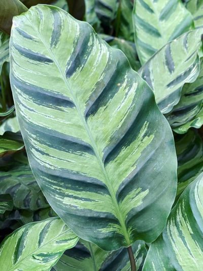 Gartencenter-Gartengrün-stadskanaal-Zimmerpflanzen-Grünpflanzen