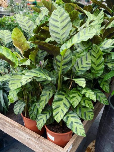 Gartencenter-Gartengrün-stadskanaal-Zimmerpflanzen-Grünpflanzen