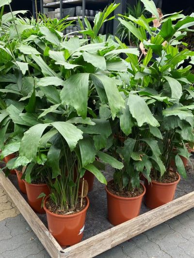 Gartencenter-Gartengrün-stadskanaal-Zimmerpflanzen-Grünpflanzen