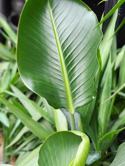 Gartencenter-Gartengrün-stadskanaal-Zimmerpflanzen-Grünpflanzen