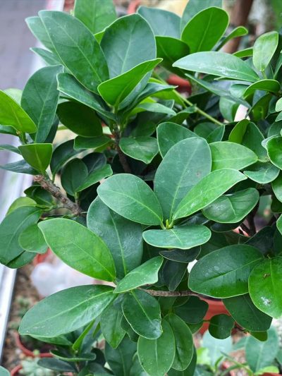 Gartencenter-Gartengrün-stadskanaal-Zimmerpflanzen-Grünpflanzen