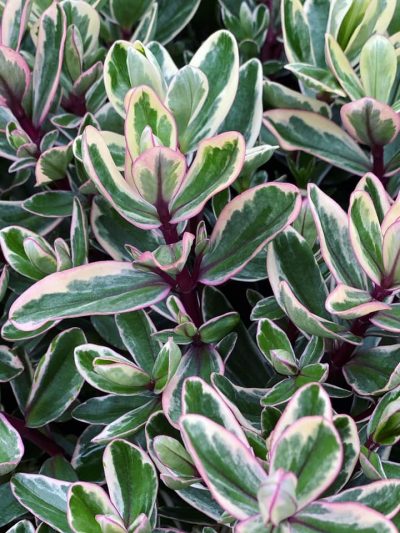 Gartencenter-Gartengrün-stadskanaal-Zimmerpflanzen-Grünpflanzen