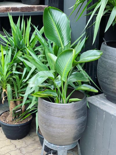 Gartencenter-Gartengrün-stadskanaal-Zimmerpflanzen-Grünpflanzen