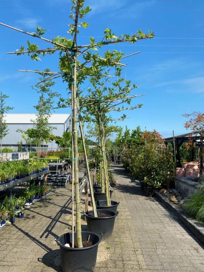 Gartencenter-Tuingroen-Stadskanaal-Gartenpflanzen-Sommerblüher-Stauden-Bäume-Sträucher-Büsche