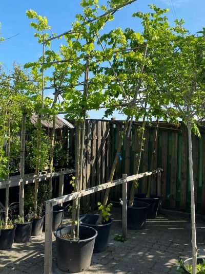 Gartencenter-Tuingroen-Stadskanaal-Gartenpflanzen-Sommerblüher-Stauden-Bäume-Sträucher-Büsche