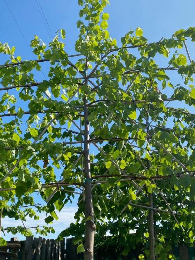 Gartencenter-Tuingroen-Stadskanaal-Gartenpflanzen-Sommerblüher-Stauden-Bäume-Sträucher-Büsche