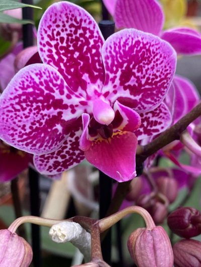 Gartencenter-Tuingroen-Stadskanaal-Zimmerpflanzen – blühende Zimmerpflanzen – Blumen – Grünpflanzen – Hängepflanzen – Sukkulenten – Kakteen-orchidee