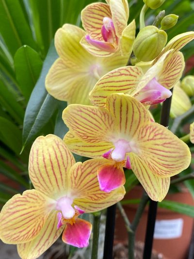 Gartencenter-Tuingroen-Stadskanaal-Zimmerpflanzen – blühende Zimmerpflanzen – Blumen – Grünpflanzen – Hängepflanzen – Sukkulenten – Kakteen-orchidee