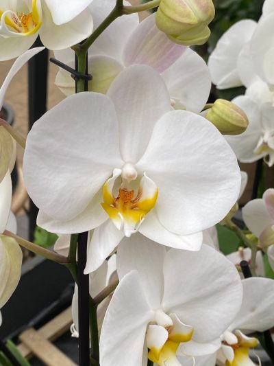 Gartencenter-Tuingroen-Stadskanaal-Zimmerpflanzen – blühende Zimmerpflanzen – Blumen – Grünpflanzen – Hängepflanzen – Sukkulenten – Kakteen-orchidee