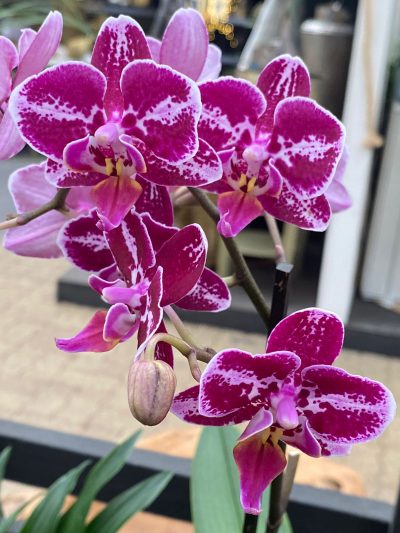 Gartencenter-Tuingroen-Stadskanaal-Zimmerpflanzen – blühende Zimmerpflanzen – Blumen – Grünpflanzen – Hängepflanzen – Sukkulenten – Kakteen-orchidee