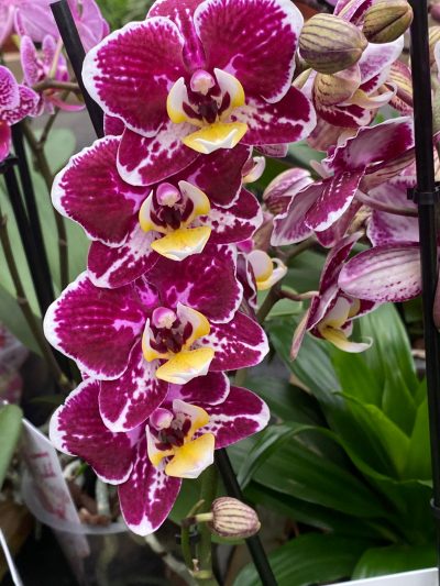 Gartencenter-Tuingroen-Stadskanaal-Zimmerpflanzen – blühende Zimmerpflanzen – Blumen – Grünpflanzen – Hängepflanzen – Sukkulenten – Kakteen-orchidee