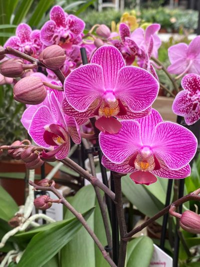 Gartencenter-Tuingroen-Stadskanaal-Zimmerpflanzen – blühende Zimmerpflanzen – Blumen – Grünpflanzen – Hängepflanzen – Sukkulenten – Kakteen-orchidee