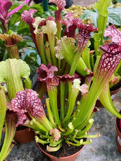 Gartencenter-Tuingroen-Stadskanaal-Zimmerpflanzen - fleischfressende Pflanzen