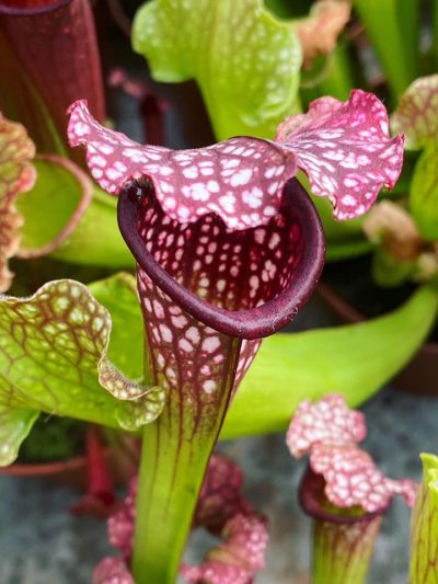 Gartencenter-Tuingroen-Stadskanaal-Zimmerpflanzen - fleischfressende Pflanzen