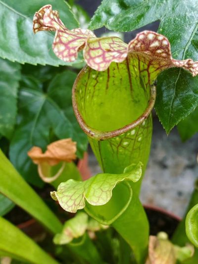 Gartencenter-Tuingroen-Stadskanaal-Zimmerpflanzen - fleischfressende Pflanzen