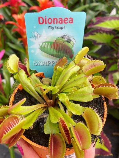 Gartencenter-Tuingroen-Stadskanaal-Zimmerpflanzen - fleischfressende Pflanzen