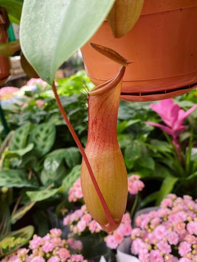 Gartencenter-Tuingroen-Stadskanaal-Zimmerpflanzen - fleischfressende Pflanzen