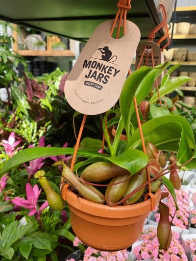 tuingroen-stadskanaal-vleesetende-planten-7