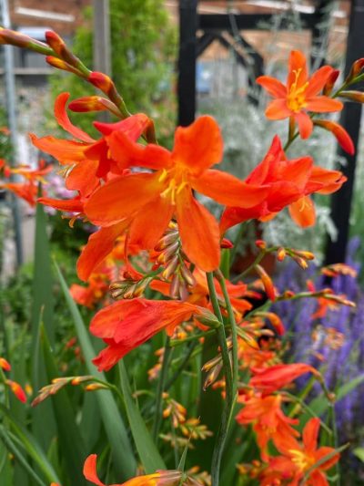 Gartencenter-Tuingroen-Stadskanaal-Gartenpflanzen-Sommerblüher-Stauden-Bäume-Sträucher-Büsche